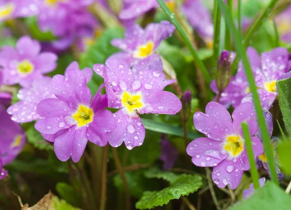 Botanikus Kert Növény Jellegű Kép Kankalin Primula Sudár Virágok Víz — Stock Fotó