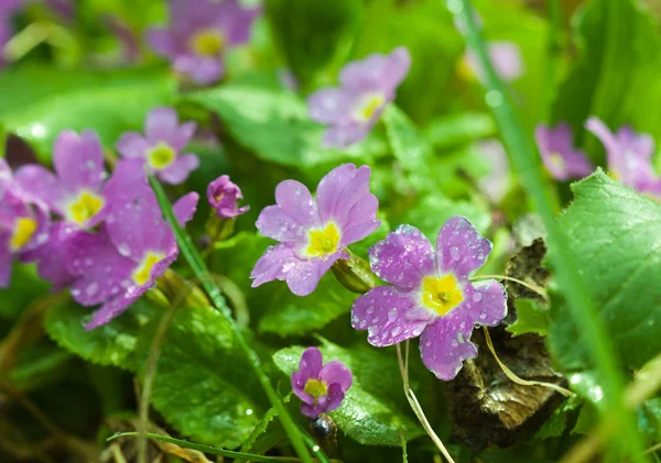 Botanikus Kert Növény Jellegű Kép Kankalin Primula Sudár Virágok Víz — Stock Fotó