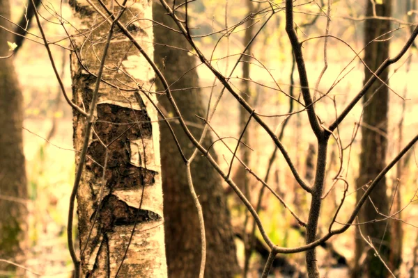 Abstrato Natureza Eco Floresta Fundo Galhos Árvores Troncos Padrão Closeup — Fotografia de Stock