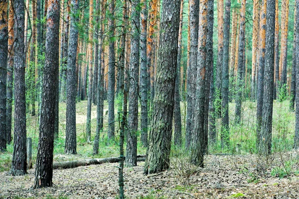 Abstract Nature Eco Pine Forest Background Vertical Pattern Consisting Trunks — Stock Photo, Image