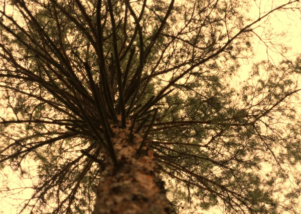 Pine Trunk Closeup Branches Pattern Landscape Orientation — Stock Photo, Image