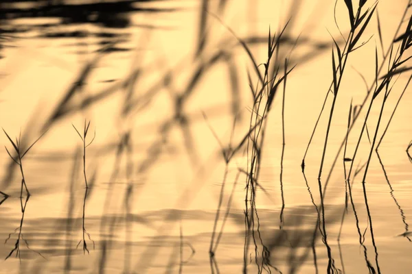 Abstract Background Silhouettes Plant Reed Rush Cabe Bush Closeup Forming — стоковое фото