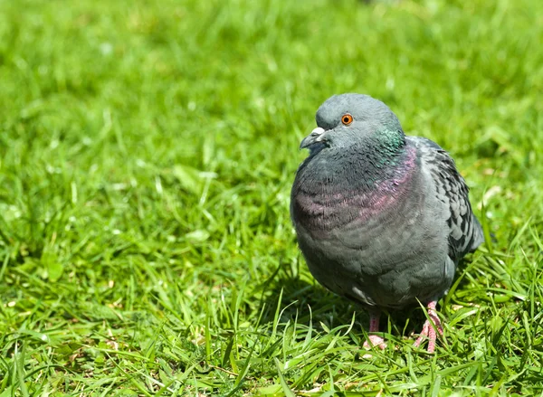 Pigeon — Stock Photo, Image