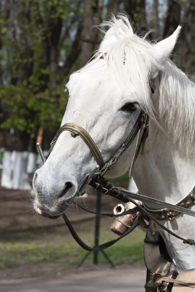 Horse harness — Stock Photo, Image