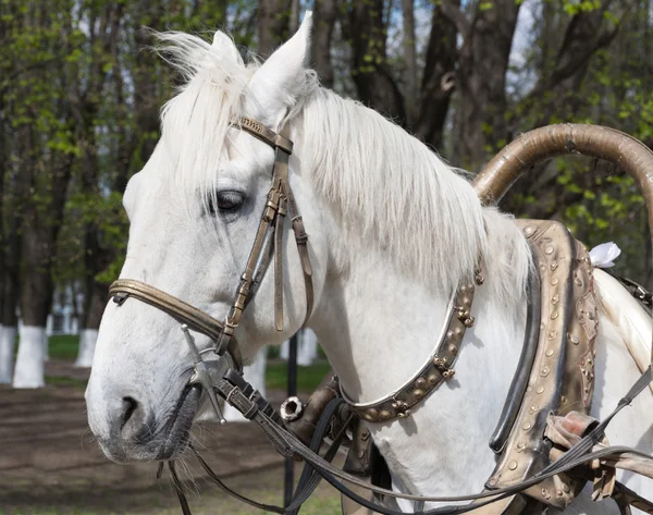 White horse bridle — Stock Photo, Image