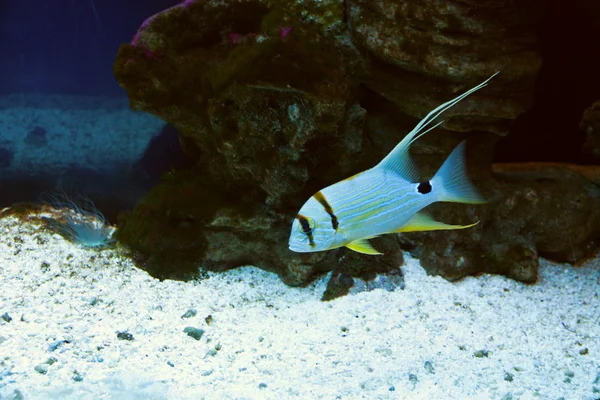 Acuario de peces exóticos —  Fotos de Stock