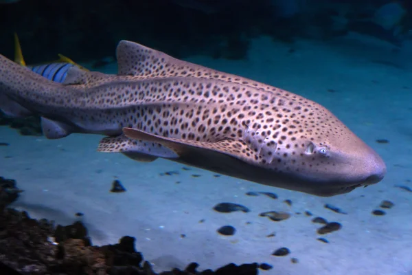 Tiburón leopardo —  Fotos de Stock