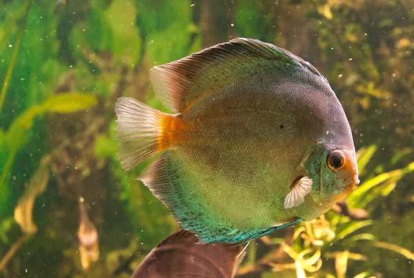 Acuario de peces exóticos —  Fotos de Stock