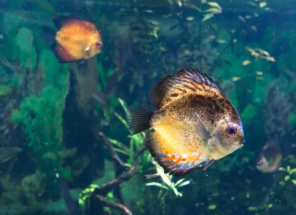 Peces tropicales exóticos —  Fotos de Stock