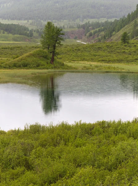 Mountains lake tree — Stock Photo, Image