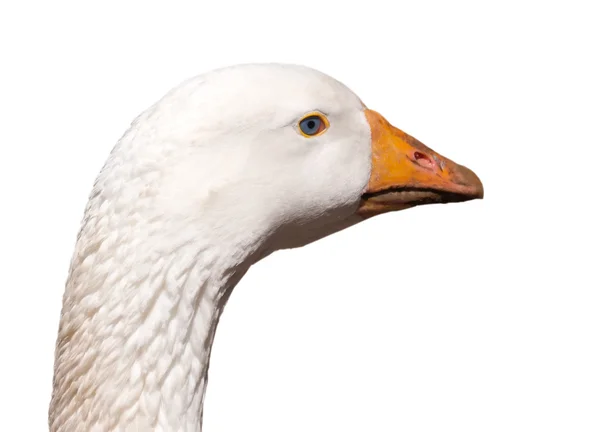 Weiße Gans isoliert — Stockfoto