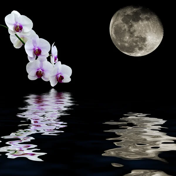 Відбиття води білої орхідеї Місяця — стокове фото