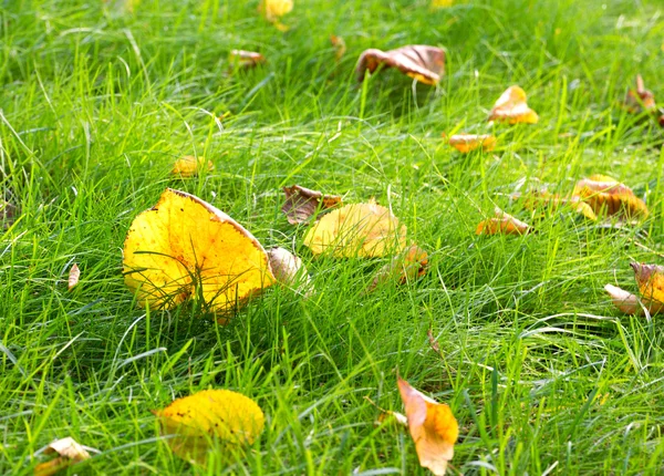 秋の季節の自然バック グラウンド のパターン 黄色の緑の草で覆われて地面に葉 壁紙として使用することができます — ストック写真