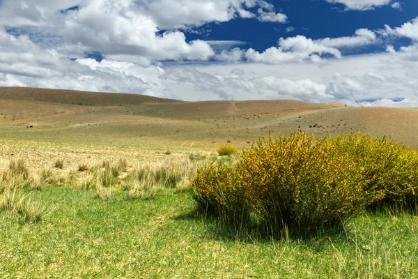 夏アルタイ風景 ロシア 部分的に乾いた草 いくつかの植物 前景として黄色い花を持つブッシュで覆われた草原 丘と青空背景として雲 Sercve — ストック写真