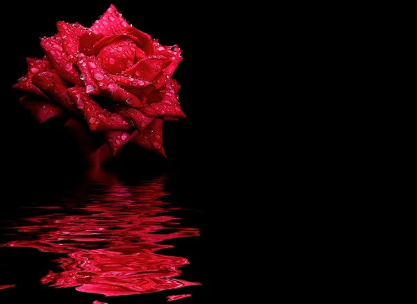 Květinové Pozadí Červená Růže Květ Izolované Přes Černé Pozadí Odrazy — Stock fotografie