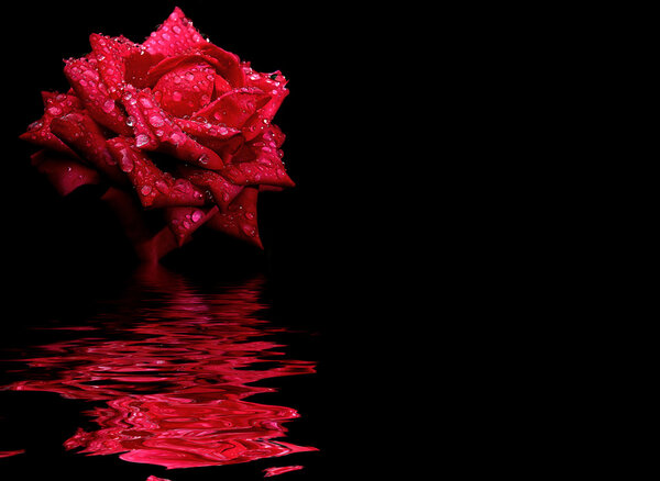 Floral background: red rose flower isolated over a black backdrop along with reflections in wavy water surface with empty copy space to insert a text or image.
