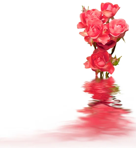 Rosa rosas reflexos de água — Fotografia de Stock
