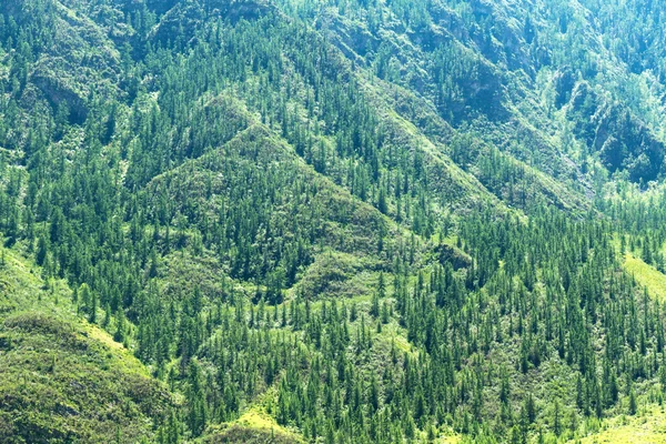 Montagne di foresta di abeti — Foto Stock