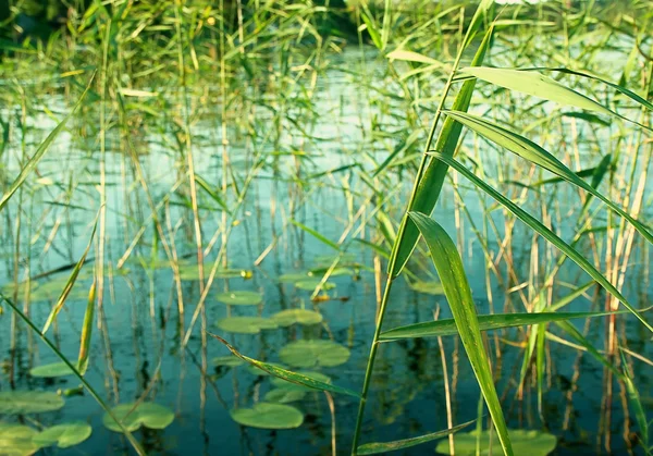 抽象的な背景や植物 リードまたはボケ味を持つ幾何学的な緑のパターンを形成する葦ブッシュ クローズ アップと背景 壁紙として使用することができます — ストック写真