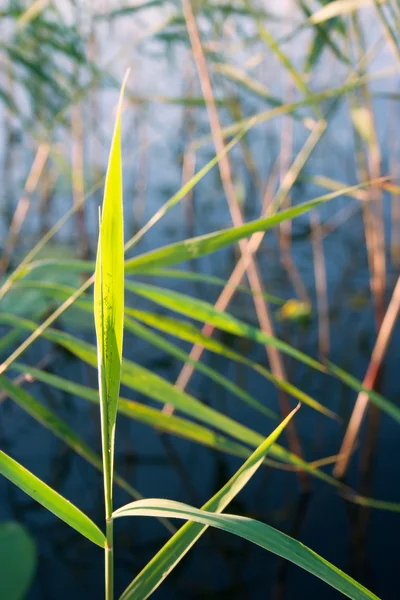 Fundo Abstrato Plano Fundo Com Planta Cana Junco Arbusto Closeup — Fotografia de Stock