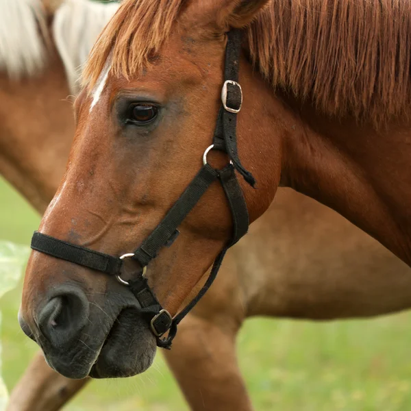 Chestnut horse head portrait — Stock Photo, Image