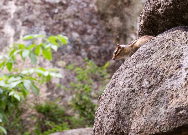 野生動物の自然のシーン シマリス Tamias Sibiricus Anaxiously のぞき 岩の石を探しています — ストック写真