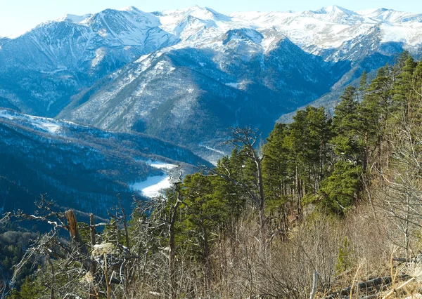 Pine forest mountains — Stock Photo, Image