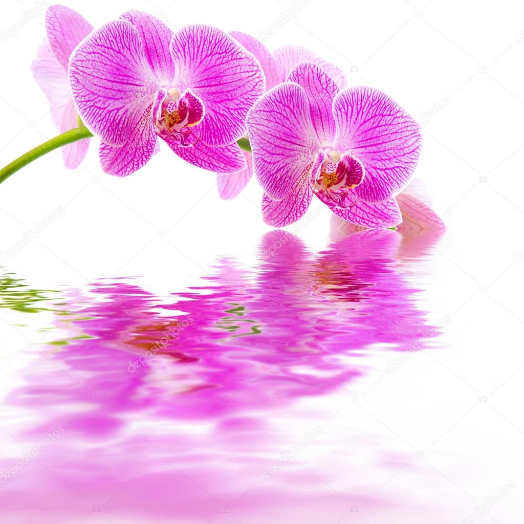 Pink orchid water reflection