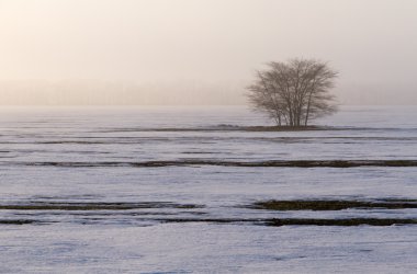 Mevsimlik doğa resim: yalnız benzersiz kış ağacında bir puslu kar düz (yalnızlık kavramı), yatay. Bir kartpostal, arka plan veya duvar kağıdı olarak kullanılabilir.