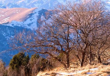 Ağaçta güneşli kış günü tarafından eski kuru ot ve kar ile kaplı dağ iniş. Dağ zirveleri ve inişlerde uzak tarafından kar kaplı arka plan olarak hizmet vermektedir. Bir kartpostal veya duvar kağıdı olarak kullanılabilir. Kafkasya Arkh yakın atış yapıldı