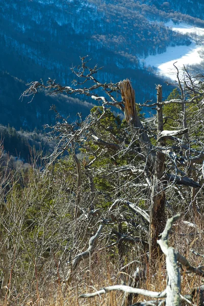 Pine Forest Including Old Dry Trees Mountain Descents Caucasus Arkhyz — Stock Photo, Image