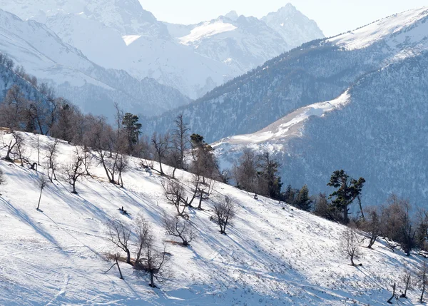 Inverno montanhas árvores — Fotografia de Stock