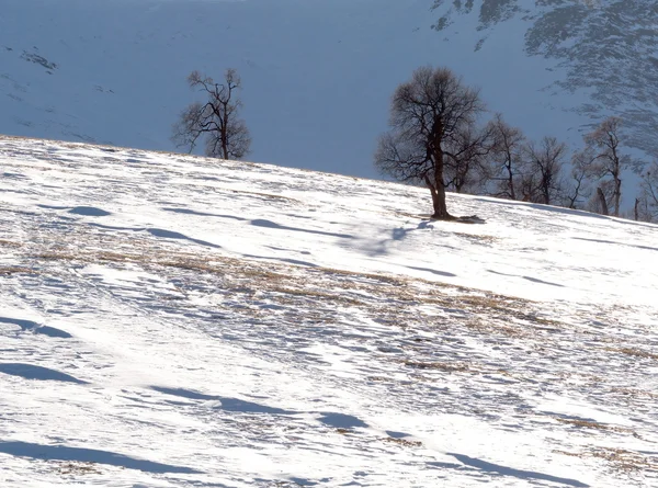 Kar dağlar ağaçlar — Stok fotoğraf