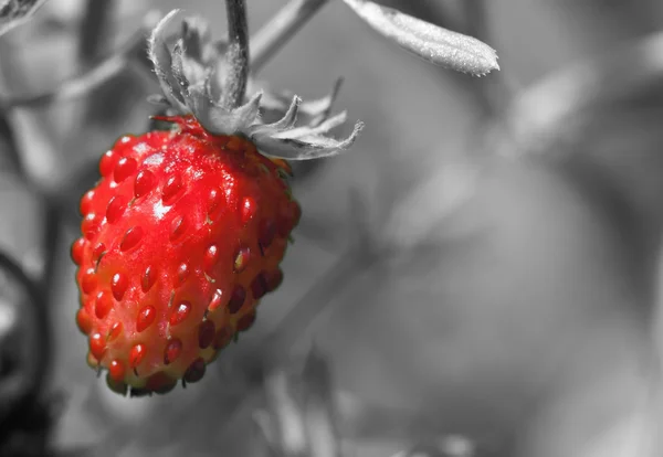 自然环境生态形象 五颜六色的红色野生草莓生长在森林中的其他植物与黑色和白色无色的背景 可用作墙纸 — 图库照片