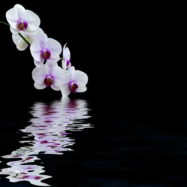 Weiße Orchidee Wasserreflexion — Stockfoto