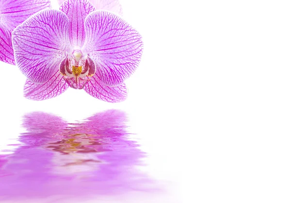 Reflexos de orquídeas rosa — Fotografia de Stock