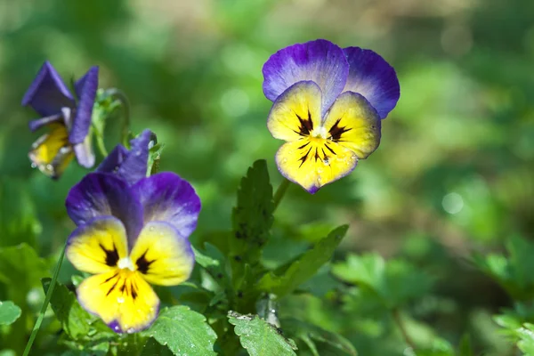 Botanikus Kert Növény Jellegű Kép Árvácska Viola Tricolor Brácsa Cornuta — Stock Fotó