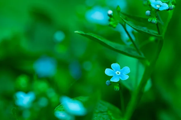 Jardinería Botánica Planta Naturaleza Imagen Forget Myosotis Boraginaceae Cynoglossum Flores — Foto de Stock