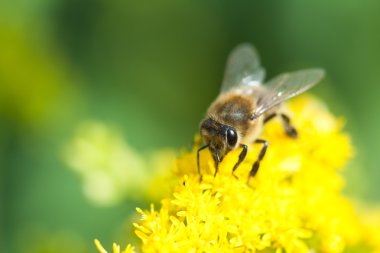 colletes arı portre