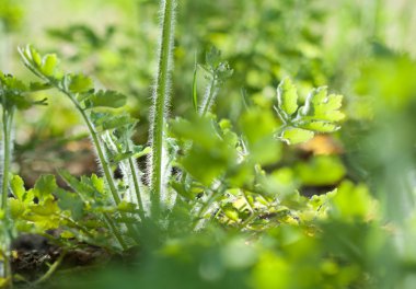 Botanik bahçe doğa resim: büyük kırlangıçotu (tetterwort, sanguinaria canadensis, nipplewort, swallowwort, Chelidonium majus) genç bahar bitki closeup bulanık arka plan üzerinde diğer yeşil bitkiler tarafından çevrili. Duvar kağıdı olarak kullanılabilir veya sonrası