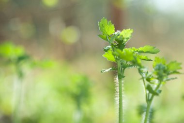 Botanik bahçe doğa resim: büyük kırlangıçotu (tetterwort, sanguinaria canadensis, nipplewort, swallowwort, Chelidonium majus) genç bahar bitki closeup bulanık arka plan üzerinde diğer yeşil bitkiler tarafından çevrili. Duvar kağıdı olarak kullanılabilir veya sonrası
