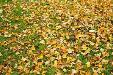 Sonbahar mevsim doğa arka plan (zemin) deseni: sarı elma ağacı yeşillik (yaprağı) tarafından yeşil çim kaplı zemin. Duvar kağıdı olarak kullanılabilir.