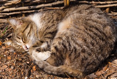 Farsça güneşli bir yerde uyuyan kedi.