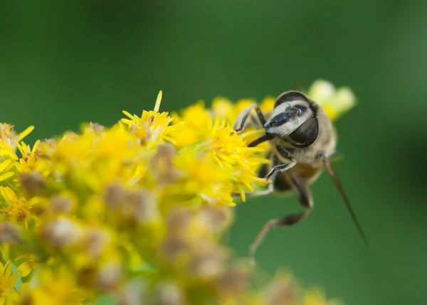 Nature image showing details of insect life: closeup or macro of a hoverfly (syrphidae, hover fly, fllower fly) sitting on the yellow flower. Can be used as a wallpaper, background or postcard.