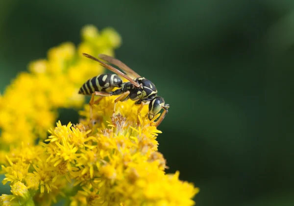 Imagen Naturaleza Que Muestra Detalles Vida Los Insectos Primer Plano — Foto de Stock