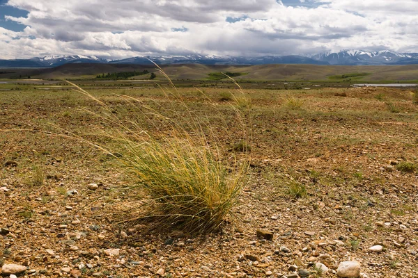 Landscape steppe plants — Stock Photo, Image