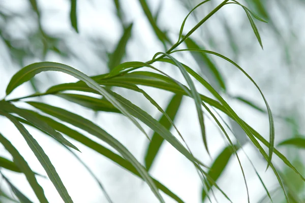 Folhagem de salgueiro verde — Fotografia de Stock