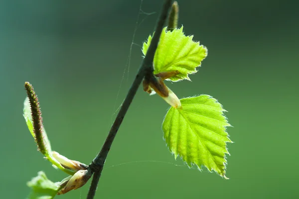 Natürliche Saisonale Öko Hintergrundbilder Des Frühlings Junge Birkenblätter Und Kätzchen — Stockfoto