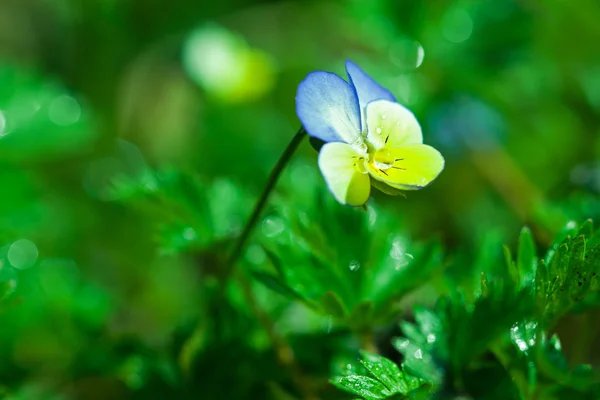 Botanic Trädgårdsskötsel Växt Natur Bild Pensé Viola Tricolor Viola Cornuta — Stockfoto