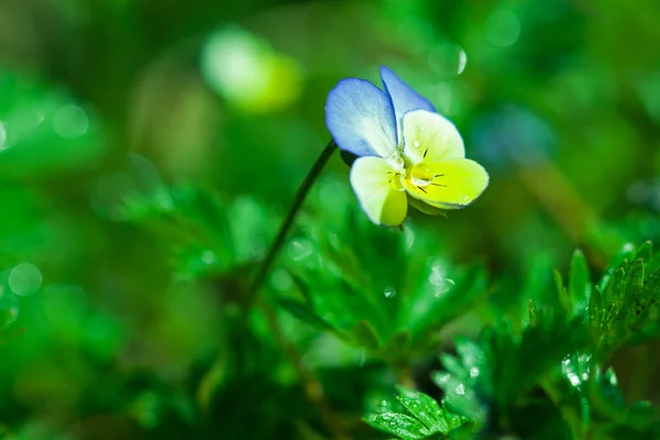 Planta Jardinagem Botânica Imagem Natureza Pansy Viola Tricolor Viola Cornuta — Fotografia de Stock